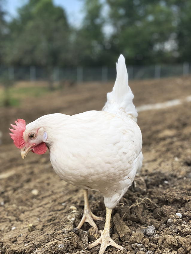 Ab an die frische Luft - wir möchten, dass es unseren Hühnern gut geht.